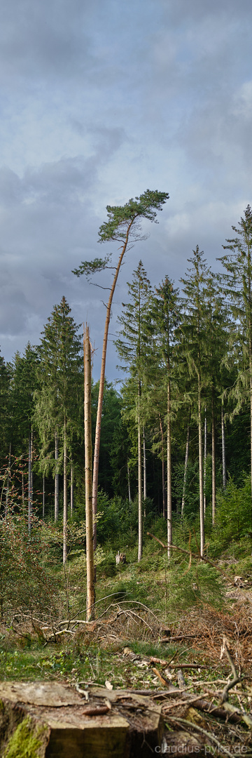 Neulich im Wald - Letzte Überlebende