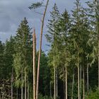 Neulich im Wald - Letzte Überlebende