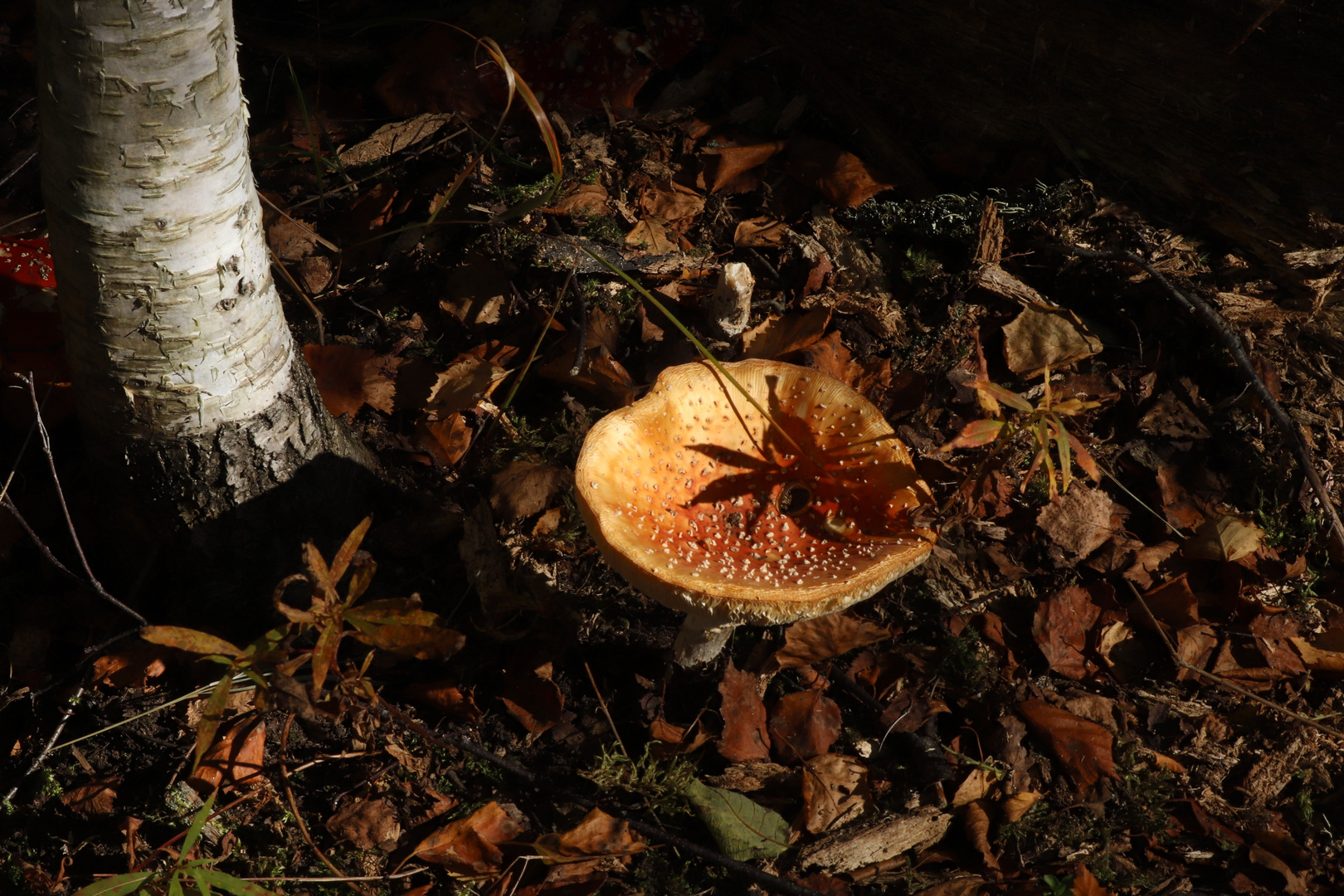 neulich im Wald - Schattenwurf