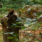 Neulich im Wald - Zerbersten