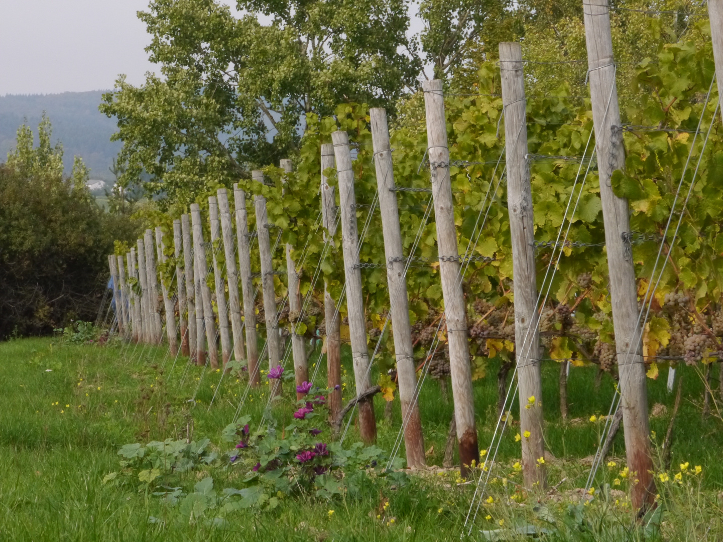 neulich im Weinberg