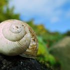 Neulich im Weinberg