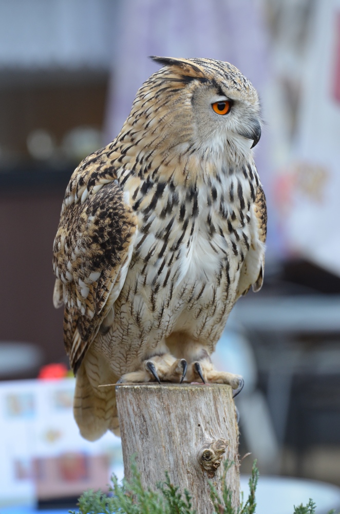 Neulich im Wildpark (2)