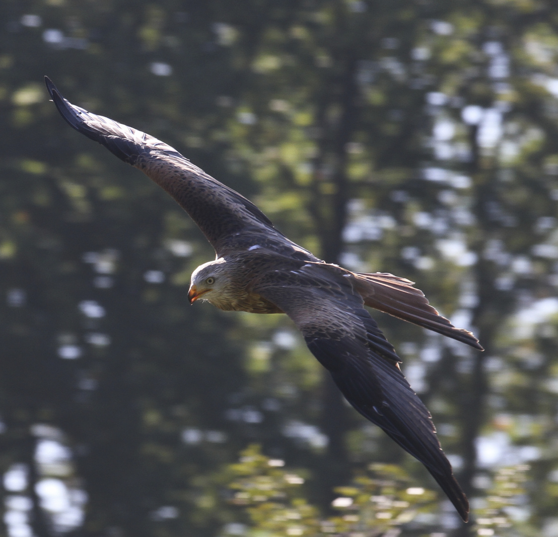 Neulich im Wisentgehege Springe