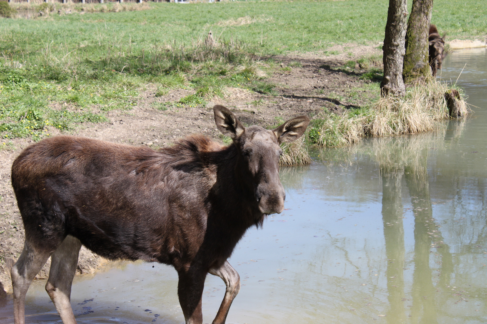 Neulich im Wisentgehege (Wildpark)