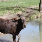 Neulich im Wisentgehege (Wildpark)