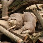 Neulich im Wuppertaler ZOO