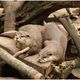 Neulich im Wuppertaler ZOO