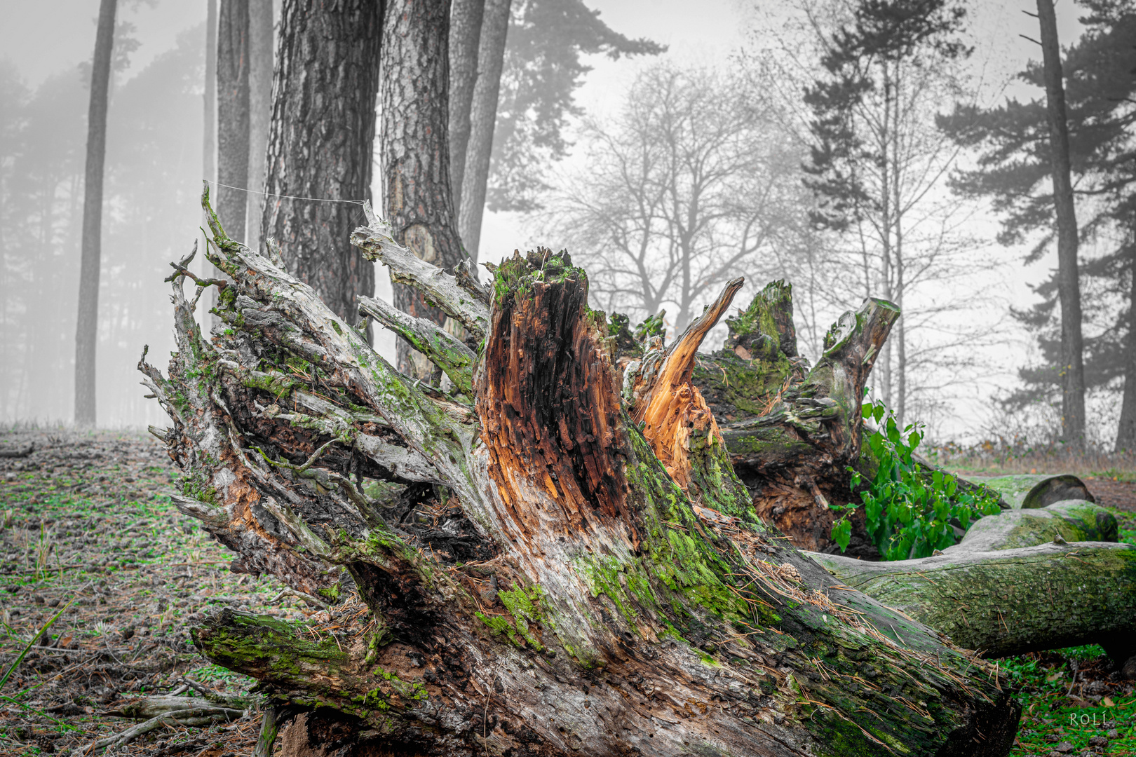 Neulich im Zauberwald