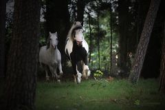 neulich im Zauberwald