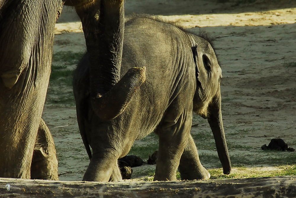 Neulich im Zoo... 002