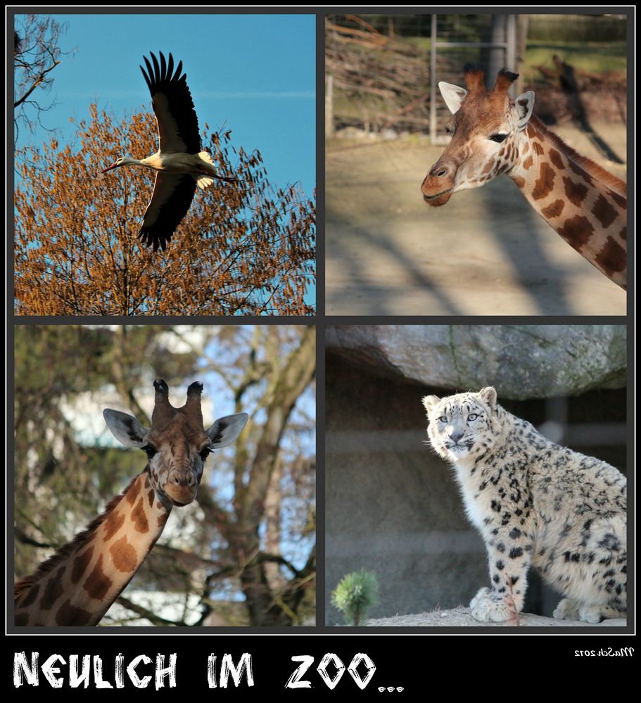 Neulich im Zoo (1)