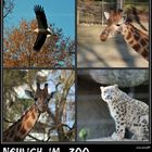 Neulich im Zoo (1)