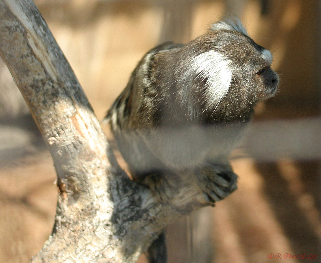 Neulich im Zoo