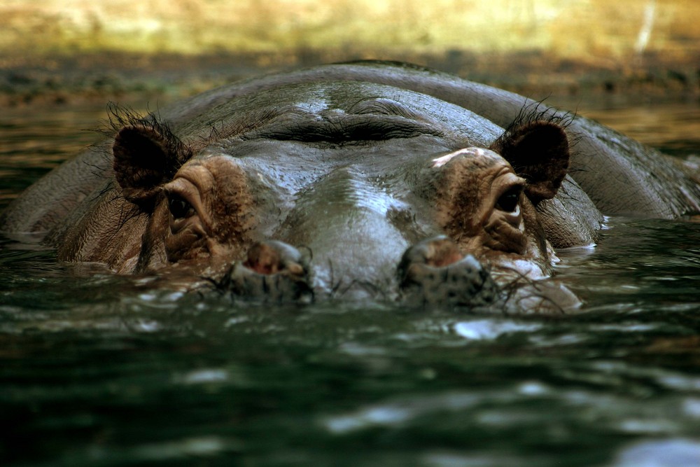 Neulich im Zoo