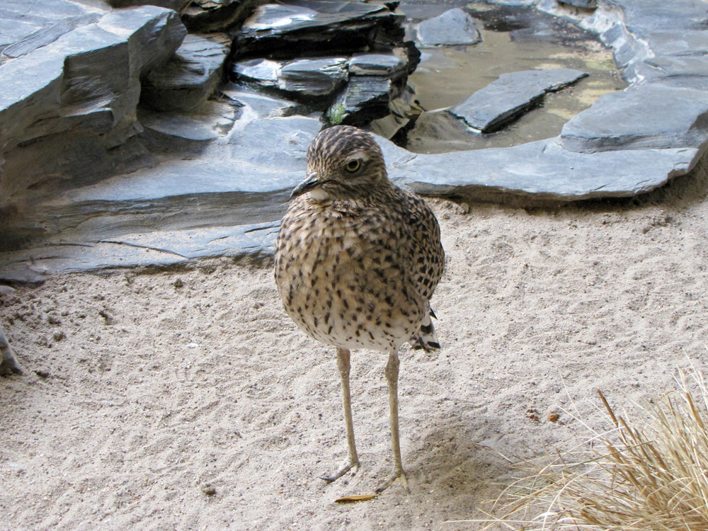 Neulich im Zoo