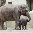 Neulich im Zoo