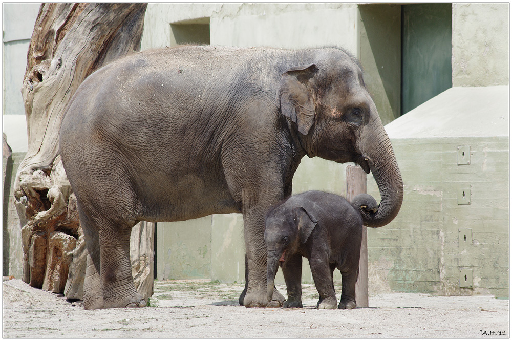 Neulich im Zoo