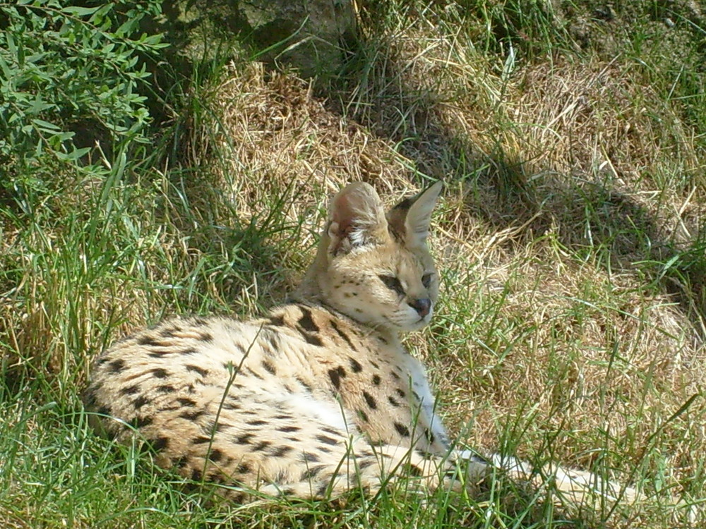 neulich im zoo