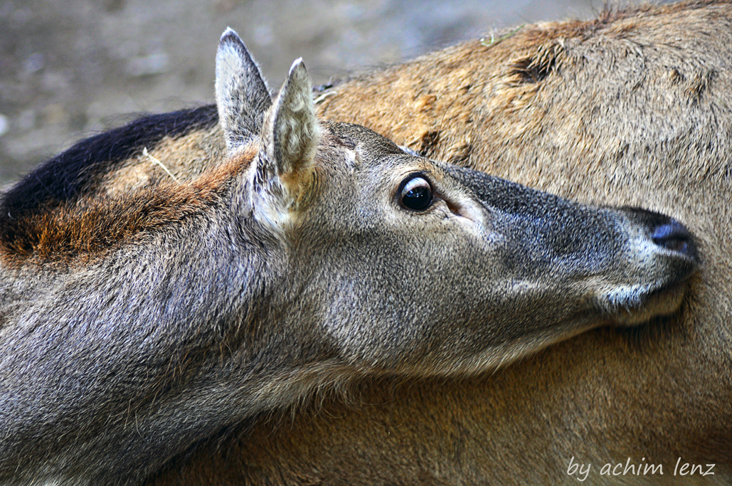 neulich im Zoo.