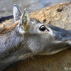 neulich im Zoo.