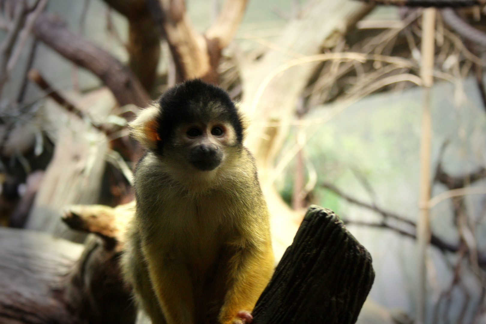 neulich im Zoo