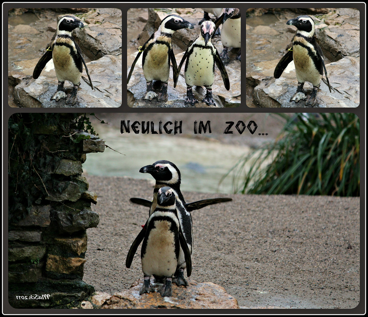 Neulich im Zoo