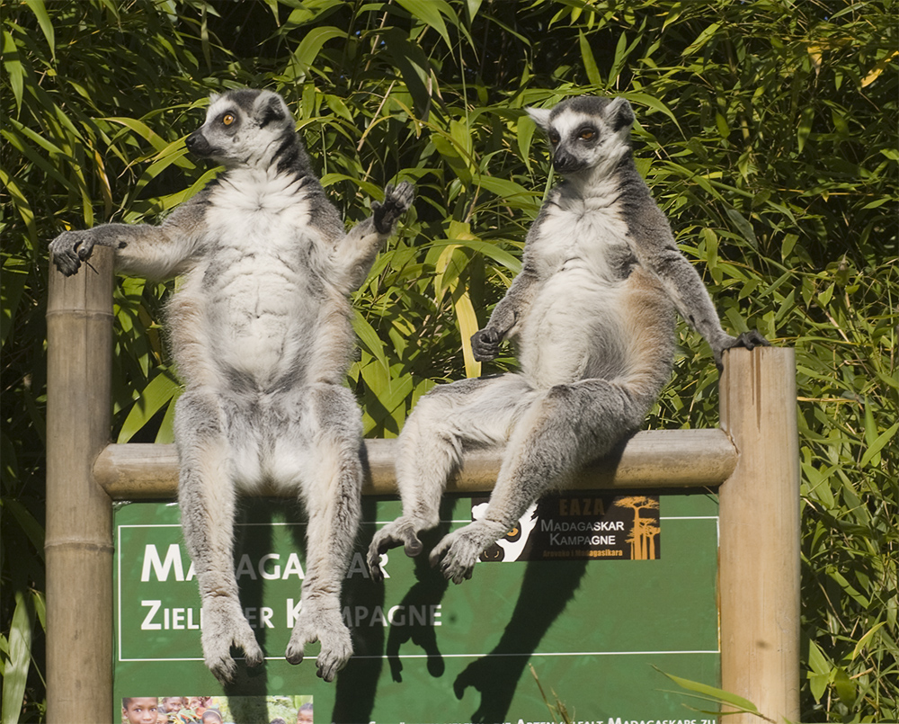 Neulich im Zoo