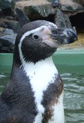 neulich im Zoo - gaaanz nah