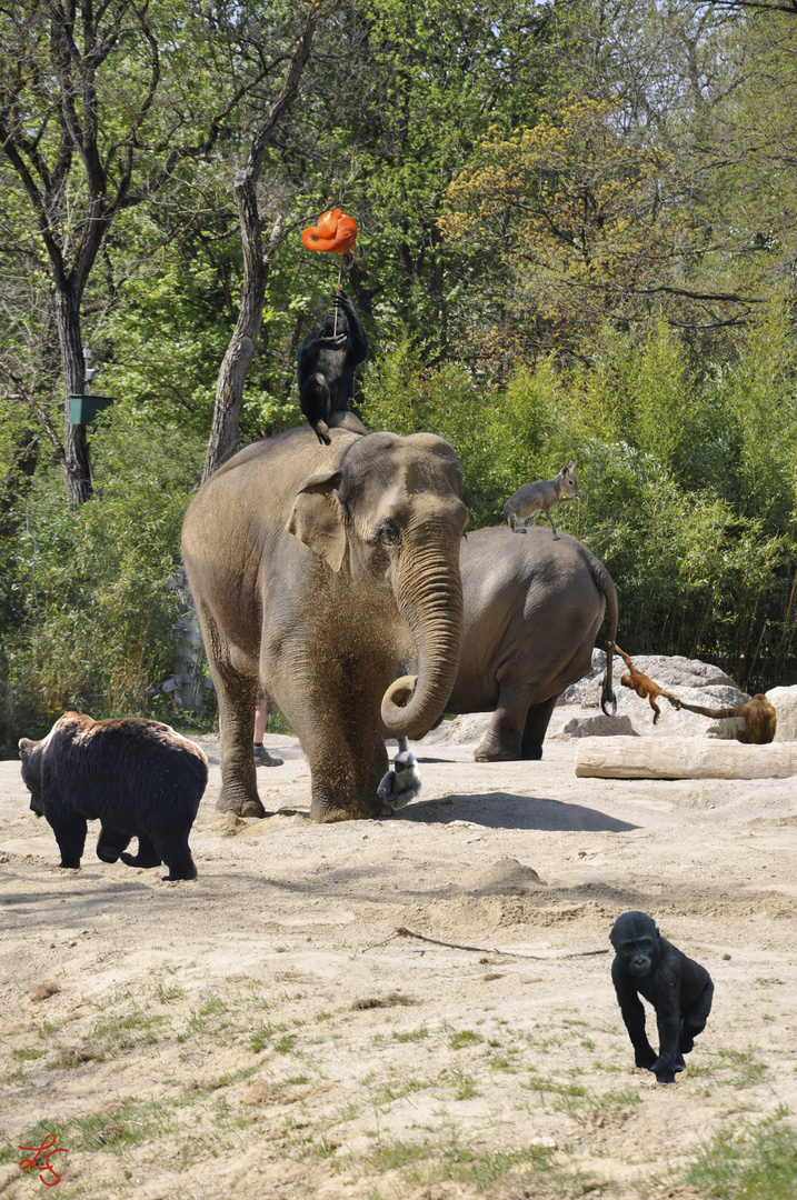 Neulich im Zoo gings rund!