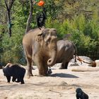 Neulich im Zoo gings rund!