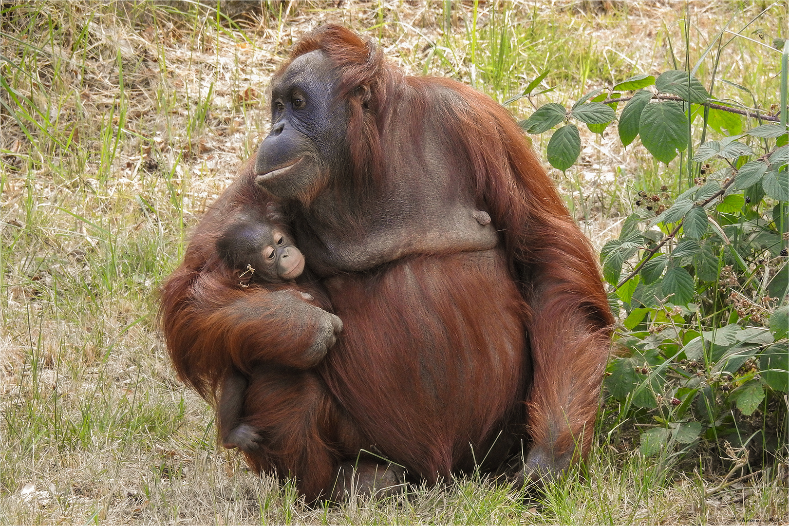 neulich im Zoo Rostock...