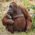 neulich im Zoo Rostock...