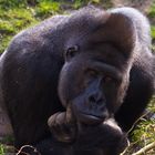 Neulich im Zoo von Hannover