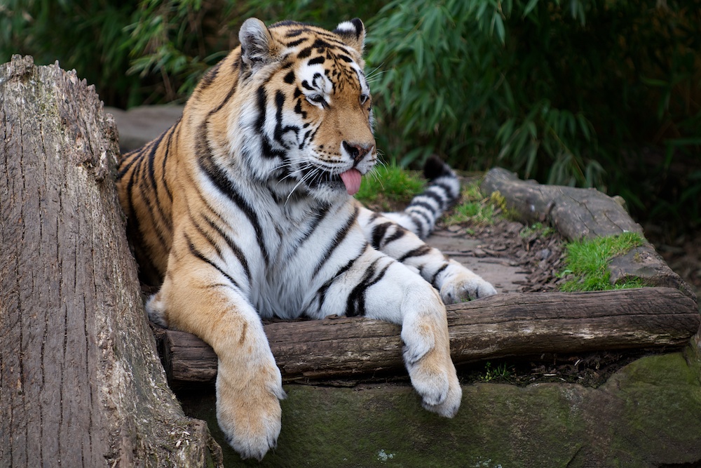 neulich im Zoo1