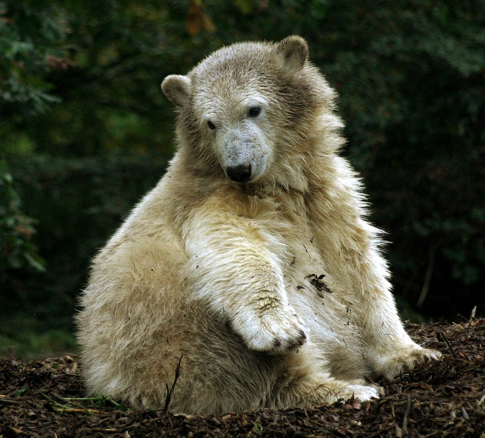 Neulich im Zoo2