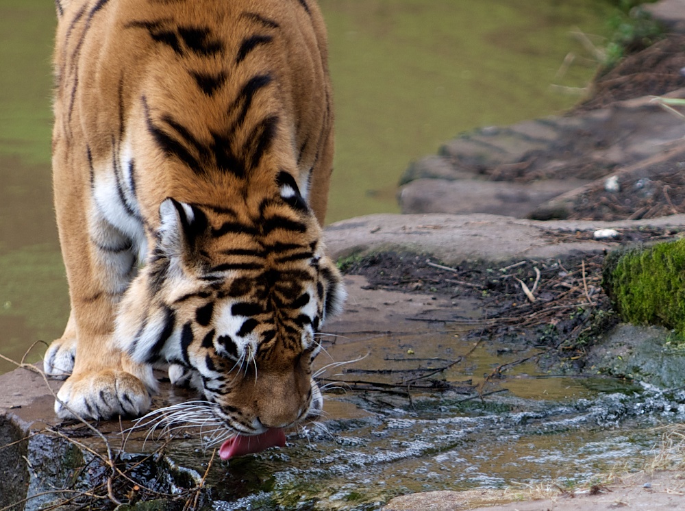 neulich im Zoo2