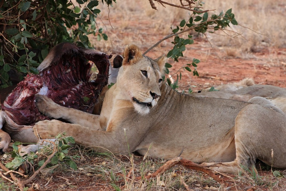 Neulich in Afrika Tsavo Ost