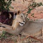 Neulich in Afrika Tsavo Ost