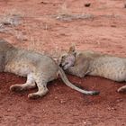 Neulich in Afrika Tsavo Ost - Löwen