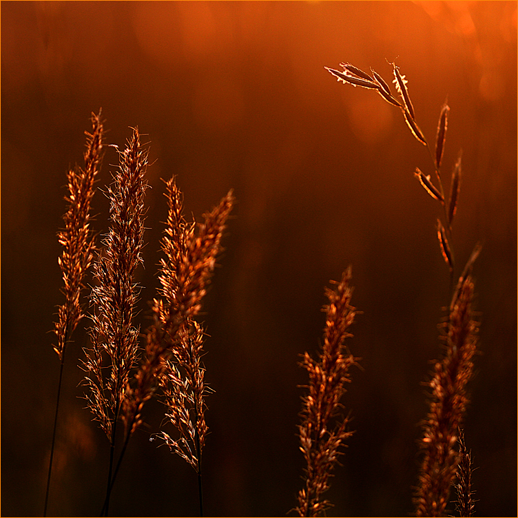 neulich in der Abendsonne