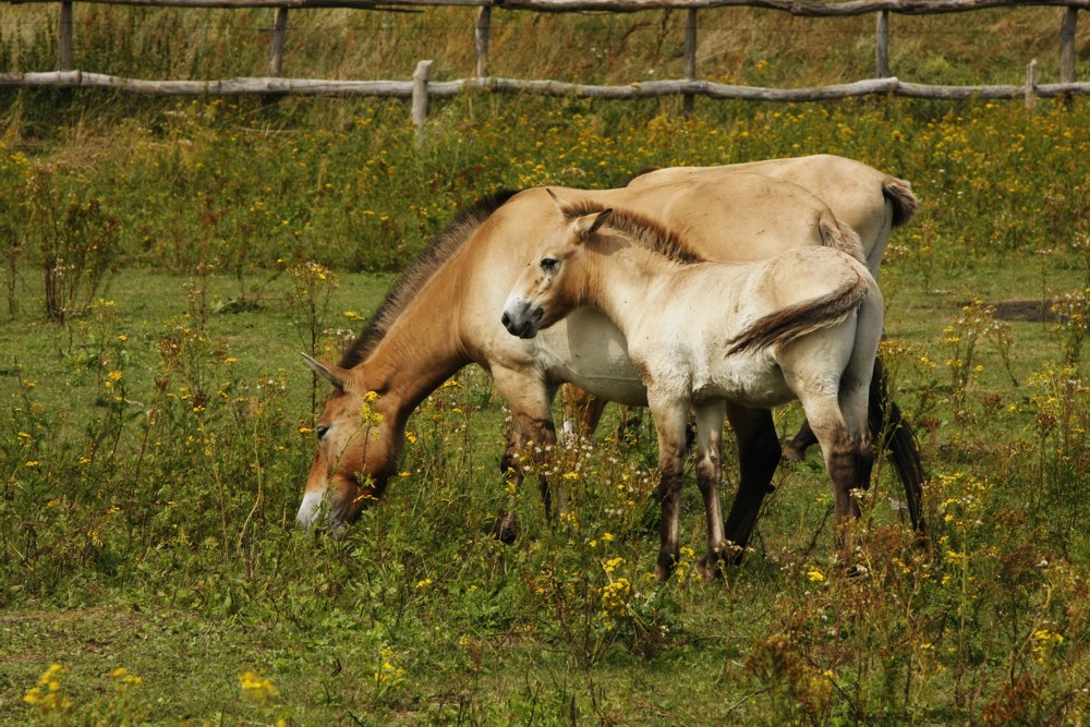 Neulich in der Döberitzer Heide(1)