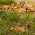 Neulich in der Döberitzer Heide(2)