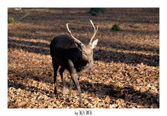 Neulich in der Fasanerie (Tierpark) I