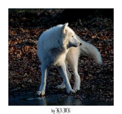 Neulich in der Fasanerie (Tierpark) IV