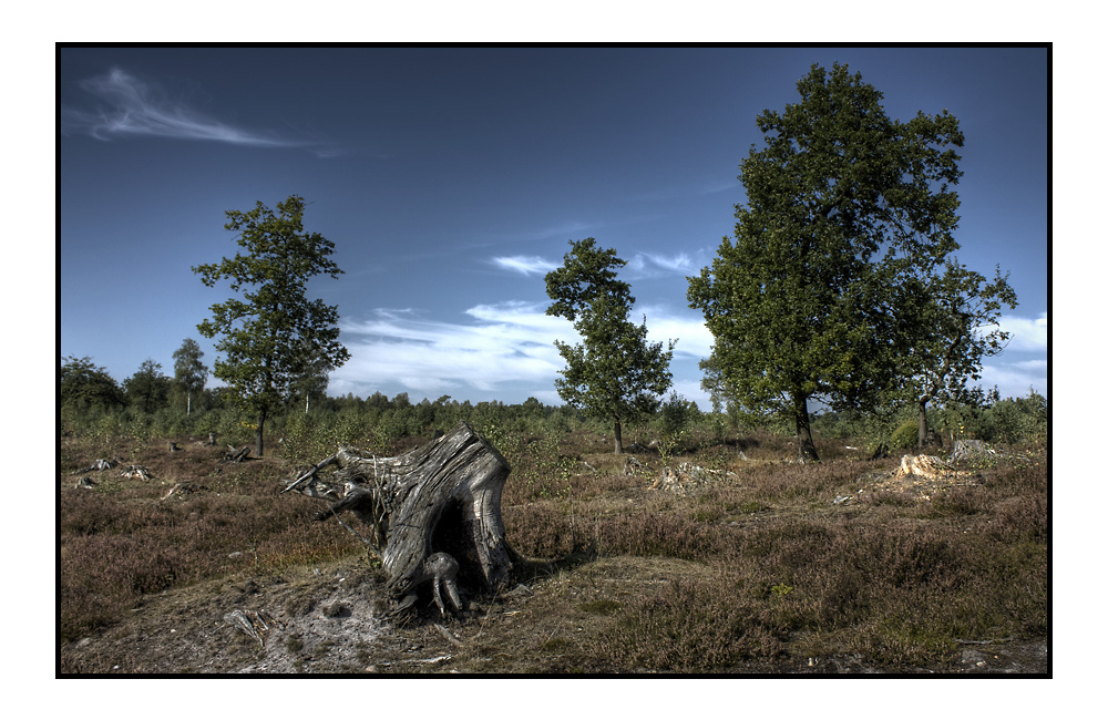 Neulich in der Heide