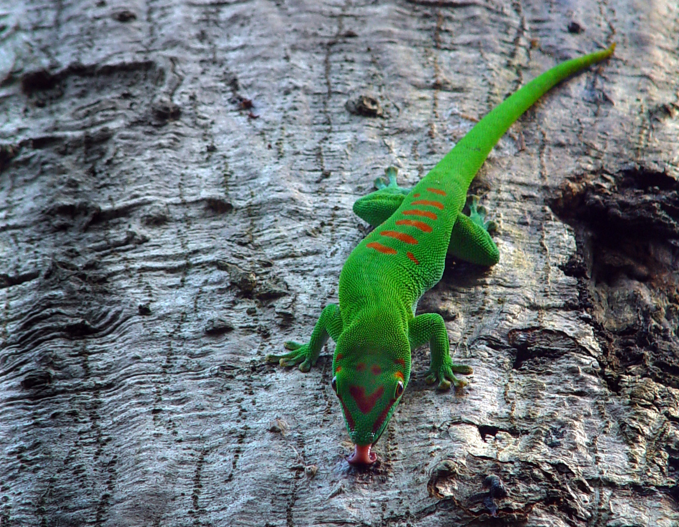 Neulich in Madagaskar