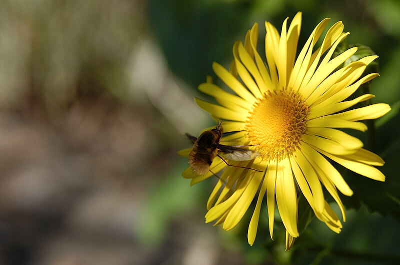 Neulich in meinem Garten (4)