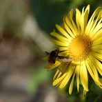 Neulich in meinem Garten (4)