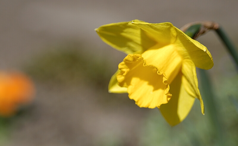 Neulich in meinem Garten (5)